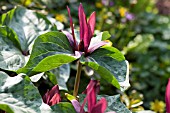 TRILLIUM SESSILE