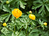 TROLLIUS ASIATICUS