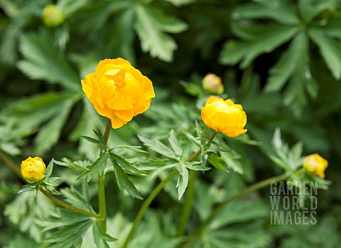 TROLLIUS_ASIATICUS