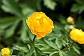 TROLLIUS X CULTORUM MAIGOLD