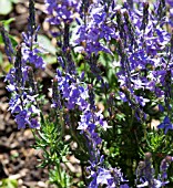 VERONICA PINNATA BLUE EYES