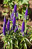 VERNICA SPICATA ULSTER BLUE DWARF