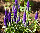 VERNICA SPICATA ULSTER BLUE DWARF