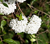 VIBURNUM ESKIMO