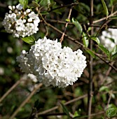 VIBURNUM ESKIMO