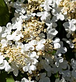 VIBURNUM PLICATUM MARIESII