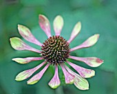 ECHINACEA GREEN ENVY