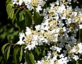 VIBURNUM PLICATUM MARIESII