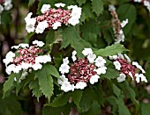 VIBURNUM SARGENTII ONONDAGA