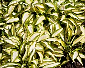 HOSTA CELEBRATION