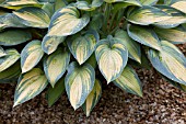 HOSTA JUNE