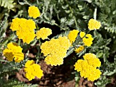 ACHILLEA MOONSHINE