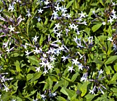 AMSONIA ORIENTALIS