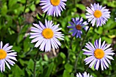 ASTER FLACCIDUS