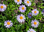 ASTER FLACCIDUS