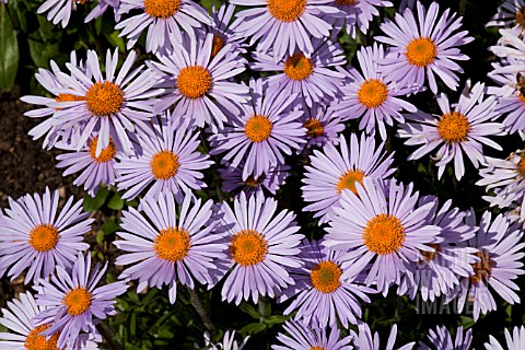 ASTER_SOULEI