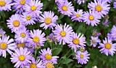 ASTER X FRIKARTII FLORAS DELIGHT