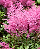 ASTILBE APHRODITE