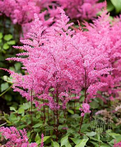 ASTILBE_APHRODITE