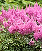 ASTILBE GLORIA