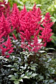 ASTILBE RED SENTINEL