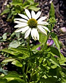 ECHINACEA KIMS MOP HEAD