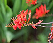 CROCOSMIA LUCIFER