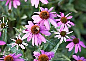 ECHINACEA LITTLE HEDGEHOG