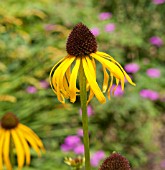 ECHINACEA PARADOXA