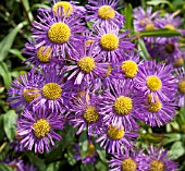 ERIGERON FESTIVITY