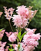 FILIPENDULA RUBRA VENUSTA