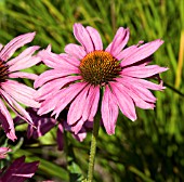 ECHINACEA PURPUREA MAGNUS