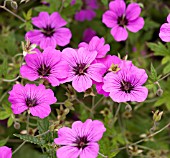 GERANIUM PATRICIA