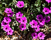 GERANIUM CINEREUM VAR. SUBCAULESCENS