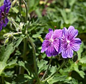 GERANIUM IBERICUM SUBSP JUBATUM