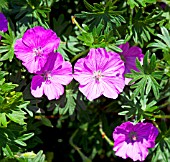 GERANIUM SANGUINEUM JOHN ELSLEY