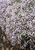 GYPSOPHILA ROSENSCHLEIER