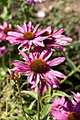 ECHINACEA PURPUREA MAGNUS