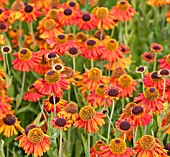 HELENIUM CRIMSON BEAUTY