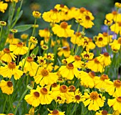 HELENIUM GOLDENE JUGEND