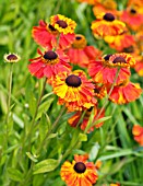 HELENIUM SAHINS EARLY FLOWERER