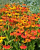 HELENIUM SAHINS EARLY FLOWERER