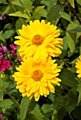 HELIOPSIS HELIANTHOIDES DESERT KING