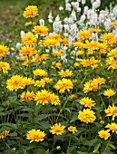 HELIOPSIS HELIANTHOIDES GIGANTEA