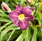 HEMEROCALLIS ALL AMERICAN PLUM