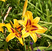 HEMEROCALLIS BONANZA