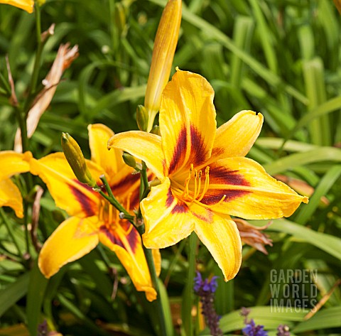 HEMEROCALLIS_BONANZA