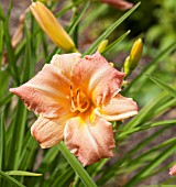 HEMEROCALLIS CHILDRENS FESTIVAL