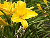 HEMEROCALLIS CONTESSA