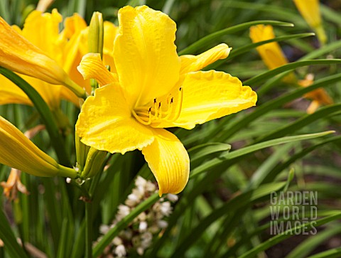 HEMEROCALLIS_CONTESSA